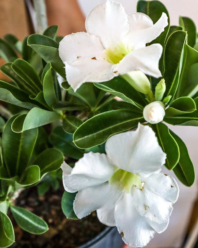 Packet of White Adenium Flower Seeds ready for planting