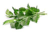 White Anise plant with small white flowers and aromatic foliage