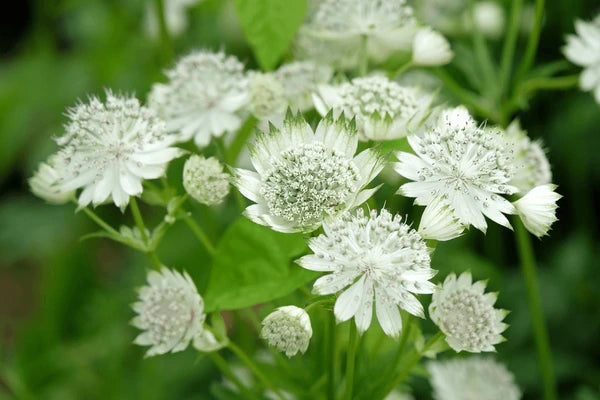 Astrantia Flower seeds for Planting Drought Tolerant Heirloom & GMO Free Seeds for Home Garden