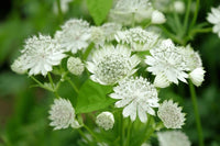 Astrantia Flower seeds for Planting Drought Tolerant Heirloom & GMO Free Seeds for Home Garden
