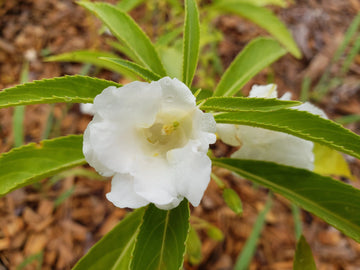 White Balsam Flower Seeds for Planting