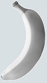 White banana seeds for planting tropical banana plants