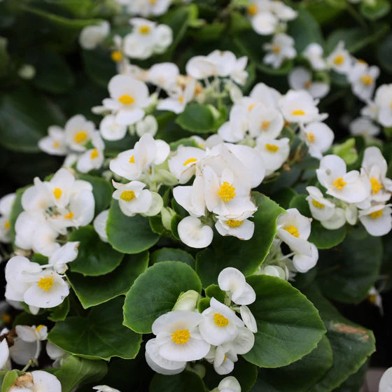 Begonia White Flower Seeds for Planting  Elegant Annual Blooms for Gardens & Pots