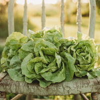 Butterhead Lettuce Seeds For Crisp Greens Planting Vegetable Seeds