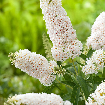 White Buddleia Flower Seeds for Planting