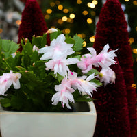 White Schlumbergera Flower seeds for Planting - Seasonal Bloomer, Heirloom & GMO Free Seeds for Home Garden