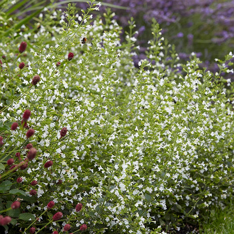 Calamintha Flower seeds for Planting Cottage Garden Essential Heirloom & GMO Free Seeds for Home Garden 
 
 Sale