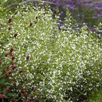 Calamintha Flower seeds for Planting Cottage Garden Essential Heirloom & GMO Free Seeds for Home Garden 
 
 Sale