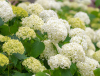Hydrangea White Flower seeds for Planting - Colorful Display, Heirloom & GMO Free Seeds for Home Garden