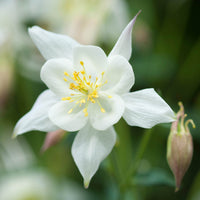 White Columbine Aquilegia in Rock Garden