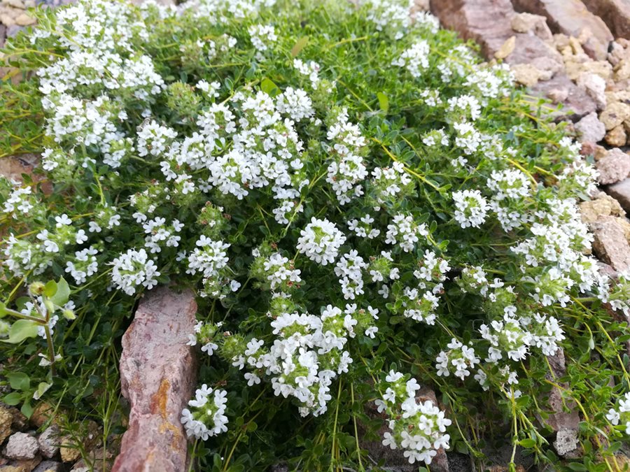 Climbing Thyme Flower Seeds For Planting and Gardening