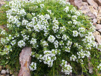 Climbing Thyme Flower Seeds For Planting and Gardening