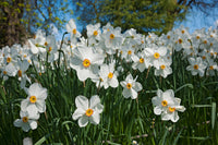 Daffodil Flower Planting Seeds for Vibrant Spring Blooms