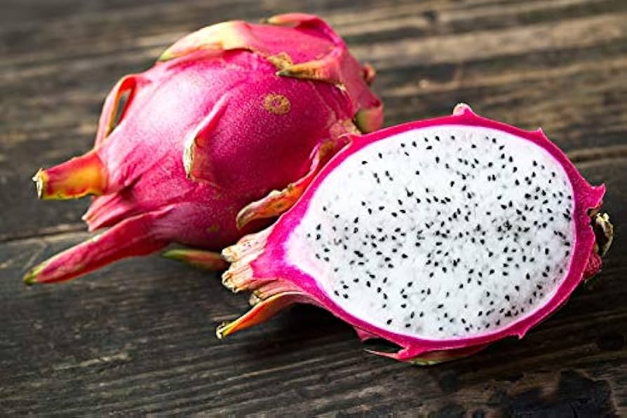 Mature White Dragon Fruit cactus with climbing vines