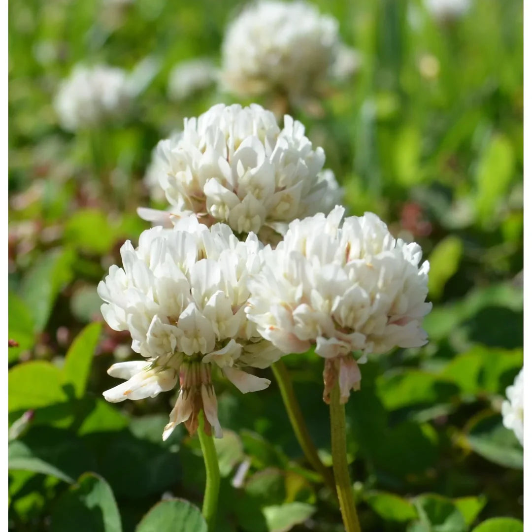 Dutch Flower seeds for Planting - Long Bloom Season, Heirloom & GMO Free Seeds for Home Garden