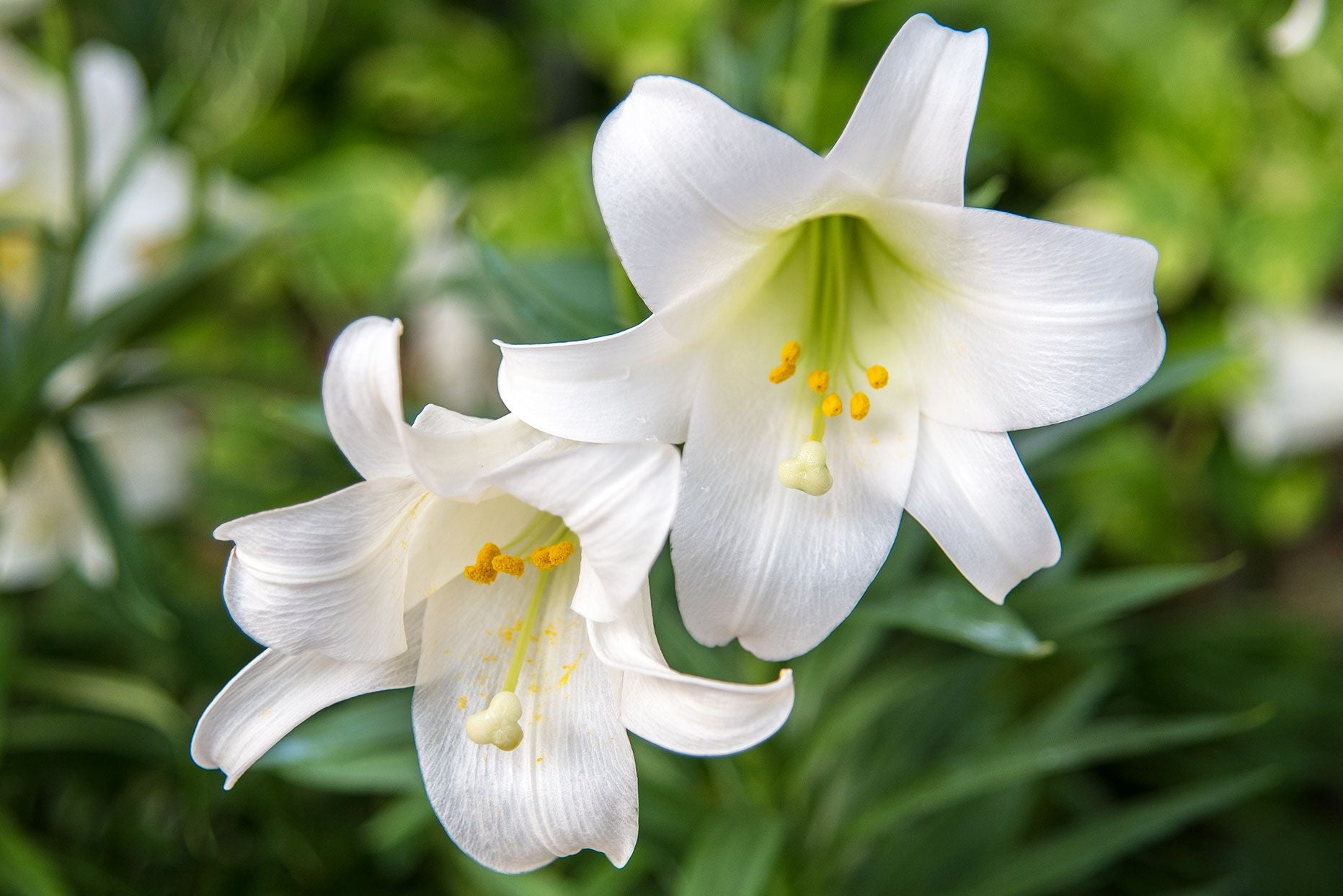 Lilium Longiflorum Flower seeds for Planting Premium Quality Heirloom & GMO Free Seeds for Home Garden