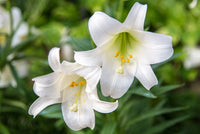 Lilium Longiflorum Flower seeds for Planting Premium Quality Heirloom & GMO Free Seeds for Home Garden
