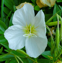 White Evening Primrose Flower Seeds for Planting - Perfect for Adding Elegance to Your Landscape