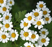 Herbal garden with blooming Feverfew plants