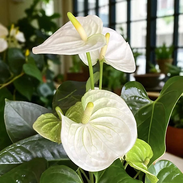 Anthurium Seeds for Hydroponics Planting