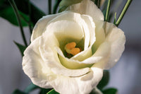 White Lisianthus Flower seeds for Planting - Pollinator Friendly, Heirloom & GMO Free Seeds for Home Garden