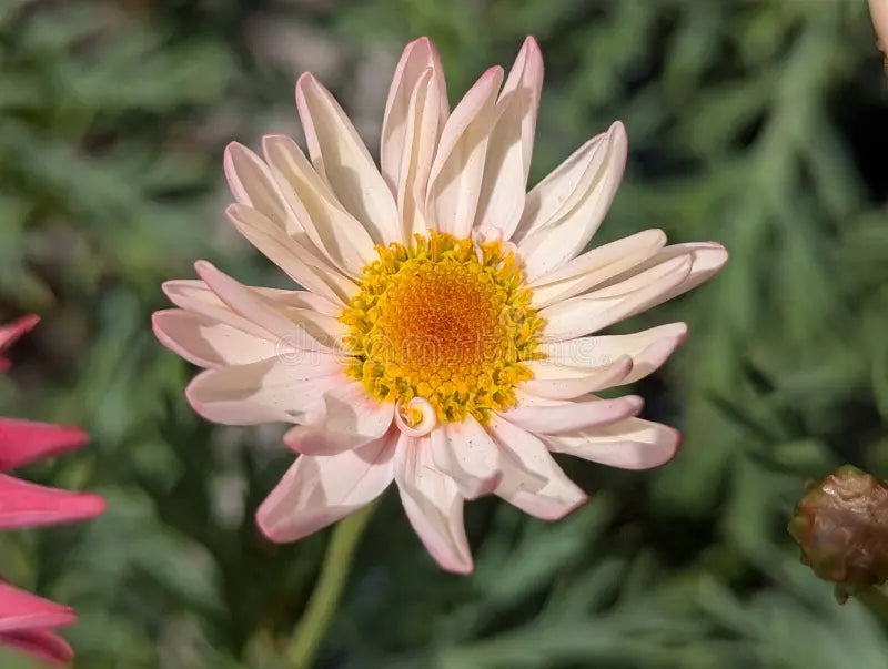Argyranthemum Flower Seeds: Essential Planting Guide