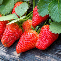 White flowering strawberry plants