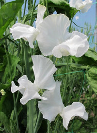 White Sweet Pea Flower Seeds – Heirloom & NonGMO DroughtTolerant Blooms for Home Gardens
 
 Sale