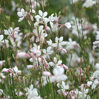 White Gaura Flower seeds for Planting - Garden Favorite, Heirloom & GMO Free Seeds for Home Garden