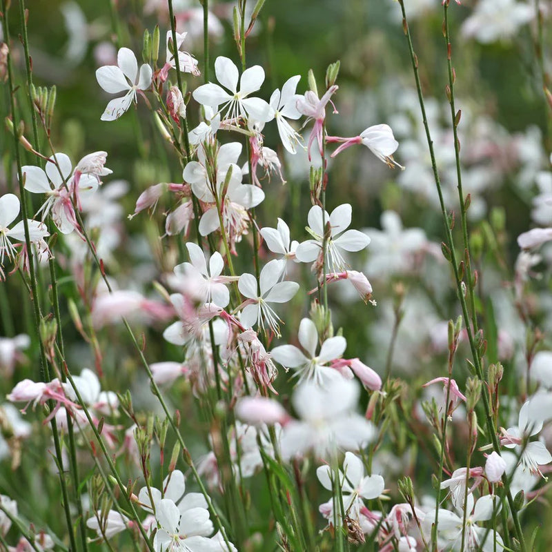 White Lindheimeri Flower seeds for Planting - Sun Loving, Heirloom & GMO Free Seeds for Home Garden