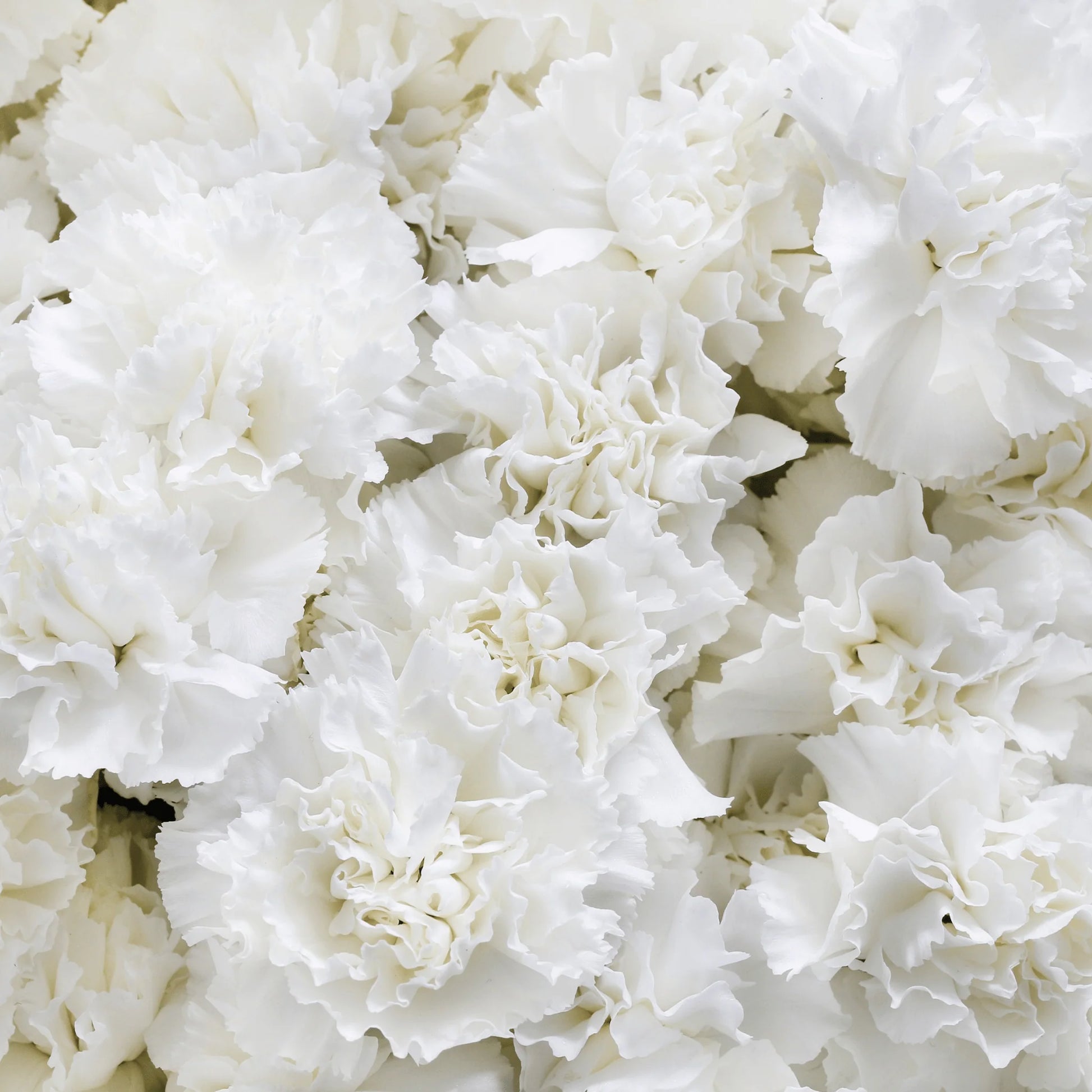 Dianthus Carnation Flower seeds for Planting Garden Favorite Heirloom & GMO Free Seeds for Home Garden