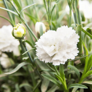White Carnations Flower seeds for Planting Perfect for Borders Heirloom & GMO Free Seeds for Home Garden