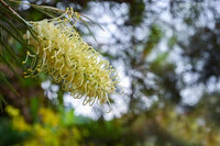 White Grevillea Robusta Flower Seeds Flower seeds for Planting Long Bloom Season Heirloom & GMO Free Seeds for Home Garden