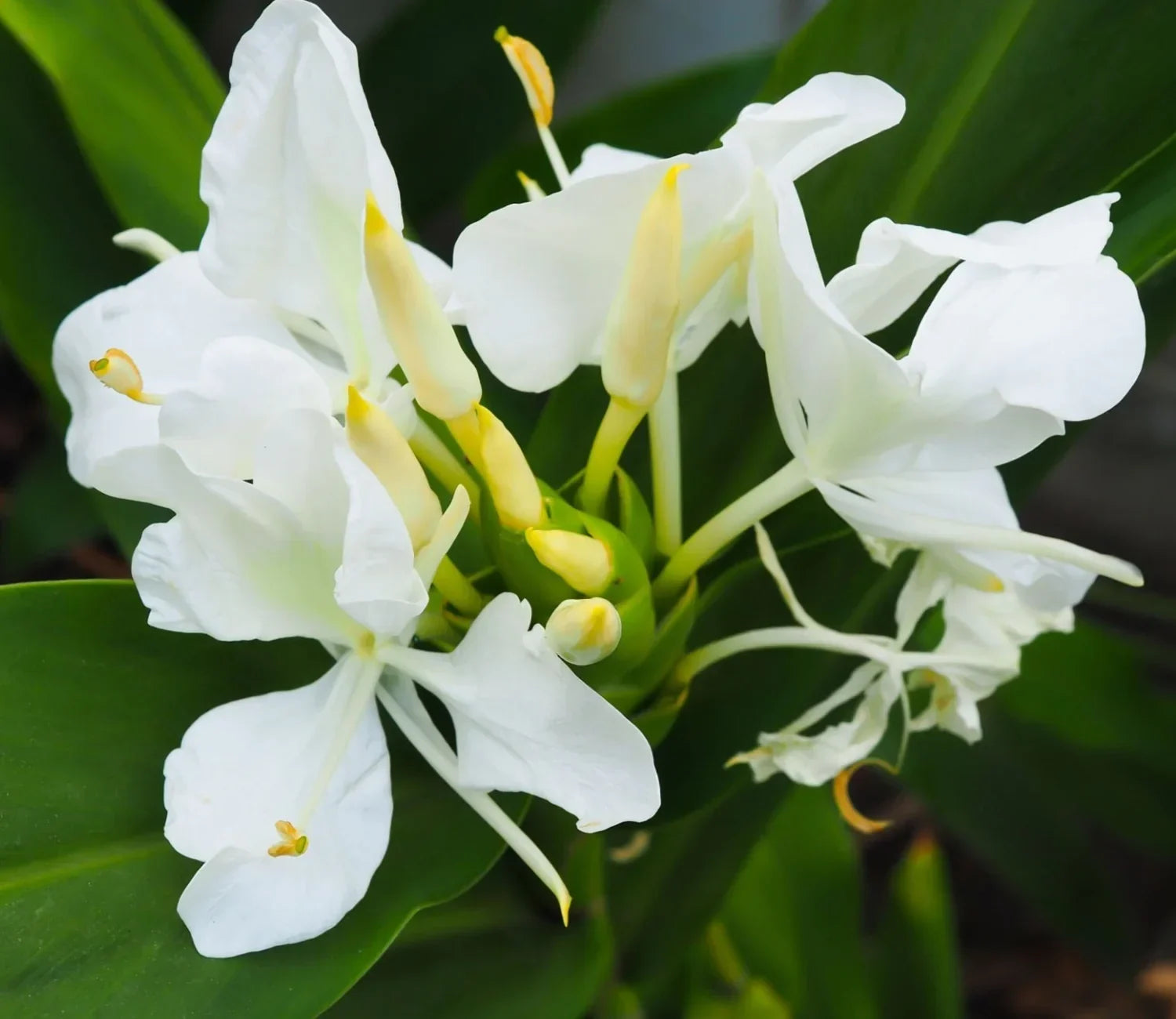 Coronarium Flower seeds for Planting Cut Flower Favorite Heirloom & GMO Free Seeds for Home Garden 
 
 Sale