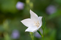White Balloon Flower seeds for Planting - Wildflower Mix, Heirloom & GMO Free Seeds for Home Garden