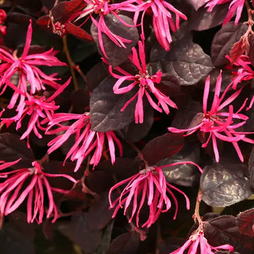 White Loropetalum seeds for vibrant garden blooms
