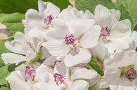 White Marshmallow plant with showy white flowers in garden