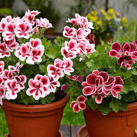 White Mix Geranium Flower Seeds Pelargonium Peltatum for Easy Planting
