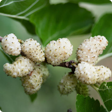 White mulberry seeds Morus alba hardy fast-growing fruit tree