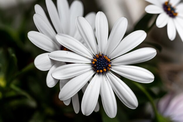 Osteospermum White Flower seeds for Planting - Fragrant Blossoms, Heirloom & GMO Free Seeds for Home Garden