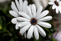 Osteospermum White Flower seeds for Planting - Fragrant Blossoms, Heirloom & GMO Free Seeds for Home Garden