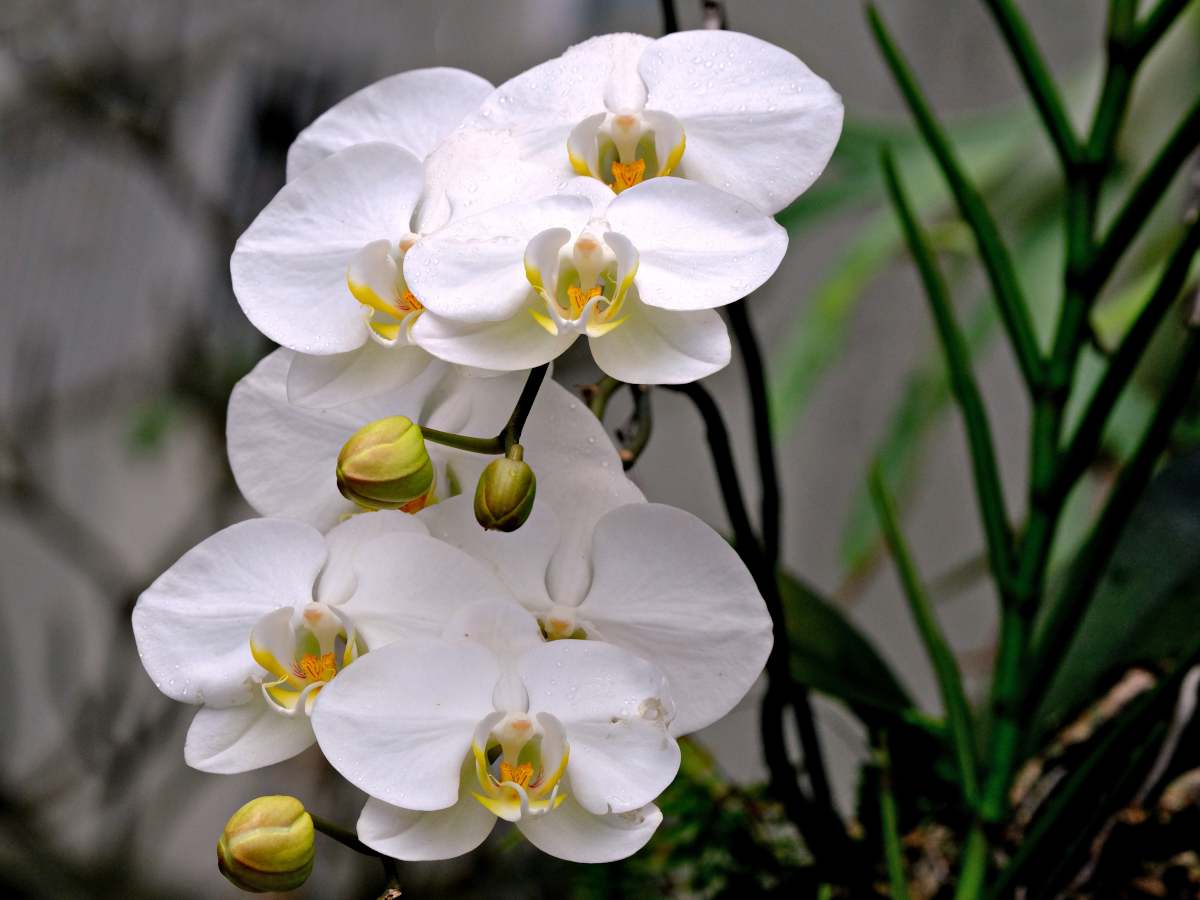 White Phalaenopsis Orchids Seeds Flower seeds for Planting All Season Planting Heirloom & GMO Free Seeds For Home Garden 
 
 Sale
