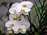 White Phalaenopsis Orchids Seeds Flower seeds for Planting All Season Planting Heirloom & GMO Free Seeds For Home Garden 
 
 Sale