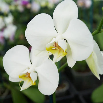 White Phalaenopsis orchid seeds for planting indoors
