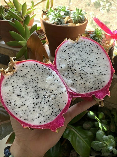 100 Pcs