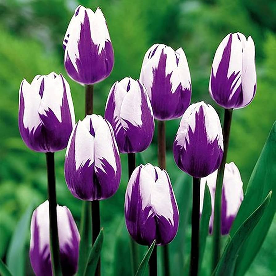 White and Purple Tulip Flower Seeds for Planting