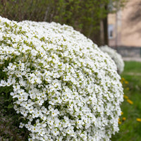 White Rock Cress Plant Seeds for Planting