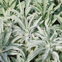 White Sage flower spikes attracting pollinators