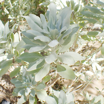 White Sage seeds Salvia apiana drought-tolerant ornamental