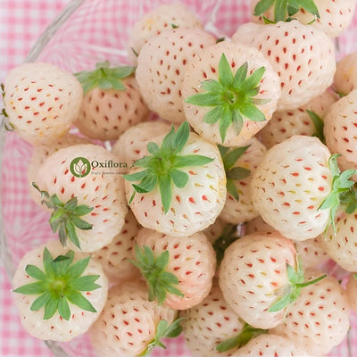 100 Pcs